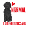 Black Goldendoodle Doodle Dog