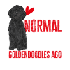Black Goldendoodle Doodle Dog