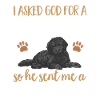 Chien Doodle Black Goldendoodle