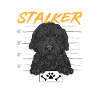 Chien Doodle Black Goldendoodle