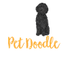 Chien Doodle Black Goldendoodle