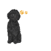 Chien Doodle Black Goldendoodle