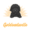Chien Doodle Black Goldendoodle