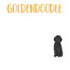 Chien Doodle Black Goldendoodle