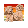 Cockapoo Dog