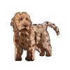 Cockapoo Chien