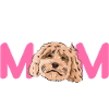 Cockapoo Chien
