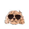 Cockapoo Dog