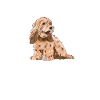 Cockapoo Chien