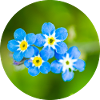 Flower group in blue