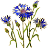 Fleur