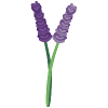 Lavendel Blume