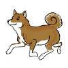 Shiba Inu Dog