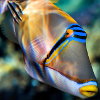 Picassopusherfish portrait wildlife