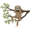 Sloth hangs out