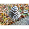 magpie fungus also magpie inkcap