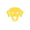 Golden Retrievers