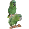 The farinous parrot