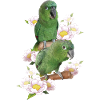 The farinous parrot
