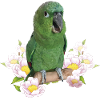 The farinous parrot