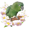 The farinous parrot