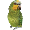 The Orange-winged Amazon