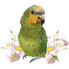 The Orange-winged Parrot