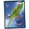 The Noble Macaw