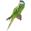The Noble Macaw