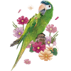 The Noble Macaw