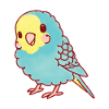 Kawaii budgerigar