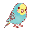 Kawaii budgerigar