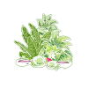 Hobby Gardener Garden Vegetables