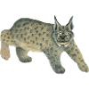 luchs