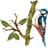 Bunter Vogel