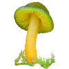 Hygrocybe psittacina perroquet humide