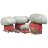 Boletus satanas