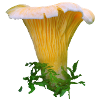 Cantharellus cibarius - chanterelle, chanterelle