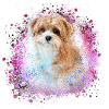 Havanese,Bolognese,Maltese,Dog,Graffiti,