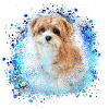Havanese,Bolognese,Maltese,Dog,Graffiti,