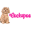 Cockapoo Chien