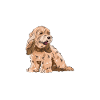 Cockapoo Chien