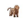 Cockapoo Chien