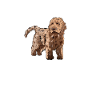Cockapoo Dog