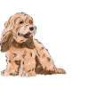Cockapoo Chien