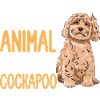 Cockapoo Dog