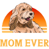 Cockapoo Dog