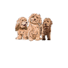Cockapoo Chien