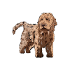Cockapoo Chien