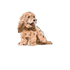 Cockapoo Dog